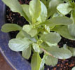 convolvulus7