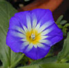 convolvulus8