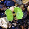 convolvulus_sabatius1