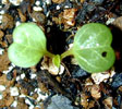convolvulus_sabatius2