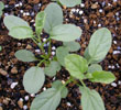 convolvulus_sabatius4