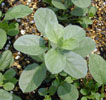 convolvulus_sabatius5