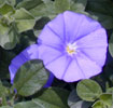 convolvulus_sabatius6