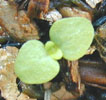 digitalis_mix1
