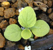 digitalis_mix2