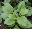 digitalis_mix6