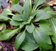 digitalis_mix7