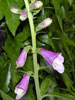 digitalis_mix8