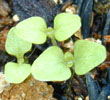 digitalis_superexicent1