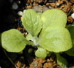 digitalis_superexicent2