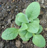 digitalis_superexicent5