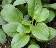 digitalis_superexicent6
