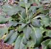 digitalis_superexicent7