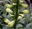 digitalis_superexicent8