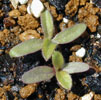 gomphrena2