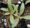 gomphrena3