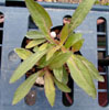 gomphrena4
