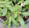 gomphrena5