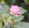 gomphrena6