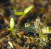 gypsophila_muralis1