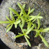 gypsophila_muralis2