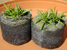 gypsophila_muralis3