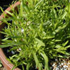 gypsophila_muralis4