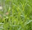 gypsophila_muralis5