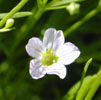 gypsophila_muralis6