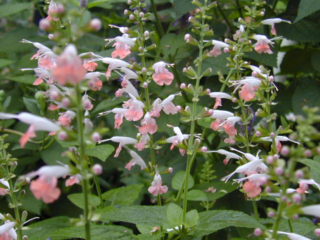 salvia_coccinea image