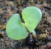 salvia_coral1