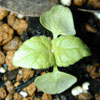 salvia_coral2