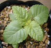 salvia_coral4