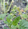 salvia_coral6
