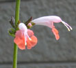 salvia_coral7