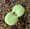 salvia_horminium1