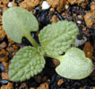 salvia_horminium2