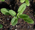 salvia_horminium5