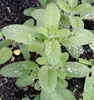 salvia_horminium6