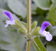 salvia_horminium7