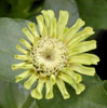 zinnia10