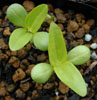 zinnia2