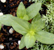 zinnia5