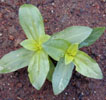 zinnia6