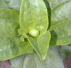 zinnia9