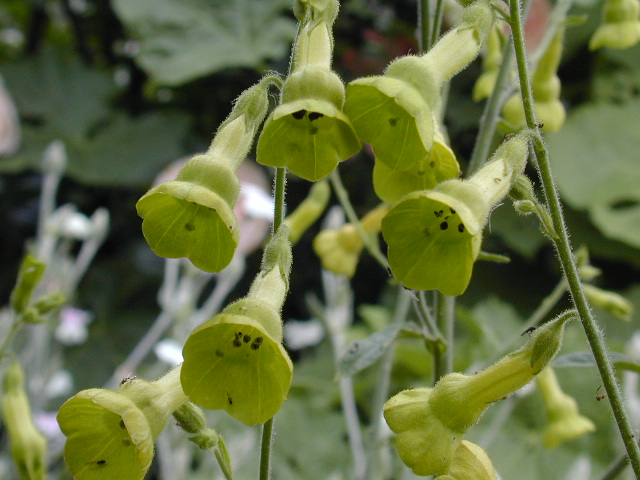 nicotiana_langsdorfii image