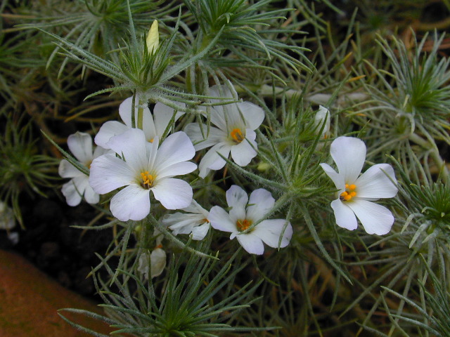 linanthus_grandiflorus image